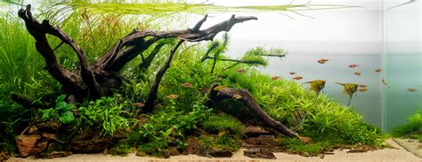 Aquarium Plants Beautiful And Beneficial Tetra Advanced Fishkeeper Blog