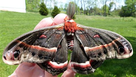The Largest Moth In North America Strikingly Beautiful Cecropia Moth