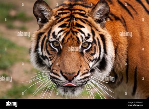 Portrait Of A Bengal Tiger Panthera Tigris Tigris With Its Tongue Out