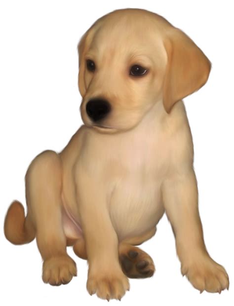 Labrador Retriever Png Transparent Image Download Size 629x823px