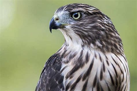 8 Species Of Hawks In New Hampshire With Pictures Wildlife Informer