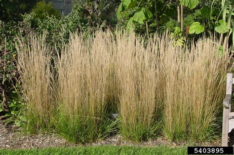 Feather Reed Grass Calamagrostis X Acutiflora Cyperales Poaceae