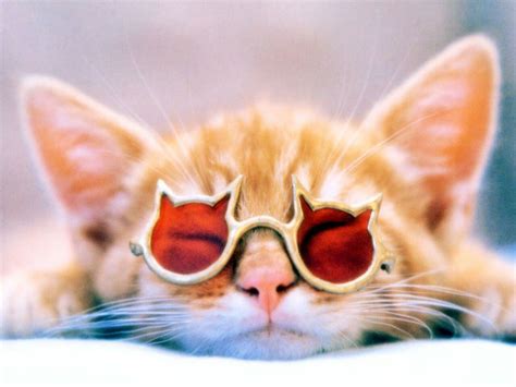 Kitten Wearing Sunglasses Cats Wallpaper