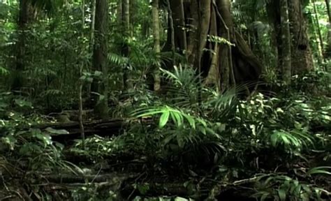 Pertama, banyak betta lovers yang menyakini karena suhu cuaca sangat dingin atau ekstriem. Ciri-Ciri Hutan Hujan Tropis yang Wajib Diketahui - Geologinesia