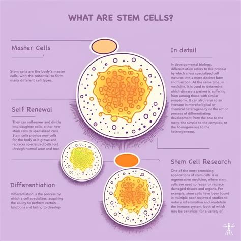 Stem Cell Differentiation Explained