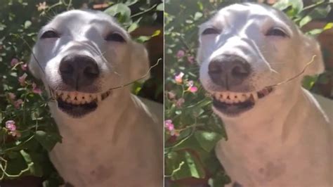 Adorable Or Creepy Video Of Smiling Dog Divides Reddit Trending