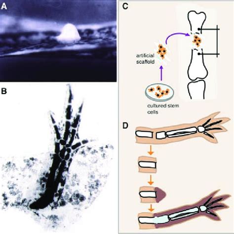 Scaling Differences In Limb Regeneration And Development A An Adult