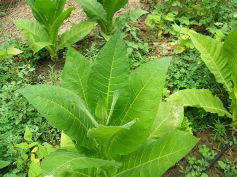 Como Cultivar Tabaco Cultivo De Tabaco En Casa