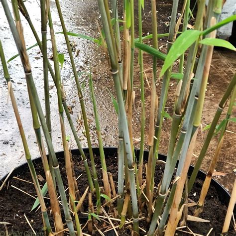 Bamboo Plants For Shade Bamboo Fargesia Blue Dragon 2 Litre