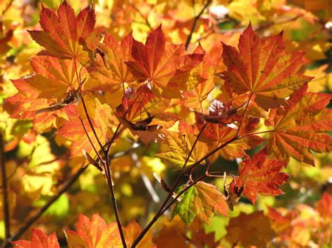 3 Typical Types Of Maple Trees In Oregon Progardentips