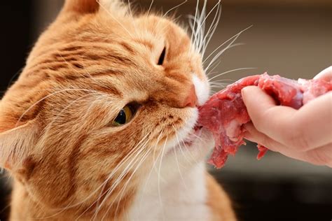 For most other types of mint, there is no need to worry if your dog eats them. A Cat Raw Food Diet | Bentons Road Vet