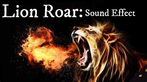 Epic Lion Roar Sound Effect Youtube