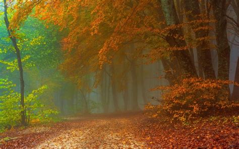 Path In Misty Autumn Forest