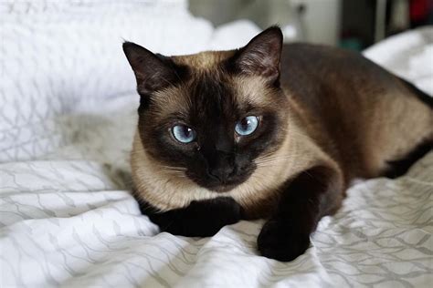 10 Facts About Siamese Cats