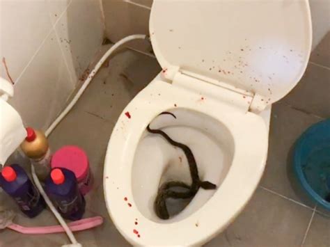 Teen Bitten On The Penis By Snake While Sitting On The Toilet In
