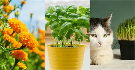 An old cedar chest like your aunt's will not protect clothes or. 6 Plants That Repel Bugs That You Need To Plant ...
