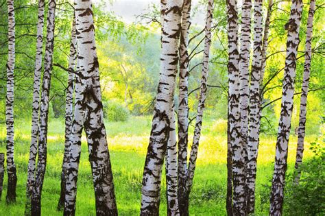 Summer In Sunny Birch Forest Stock Photo Image Of Birch Green 87580716