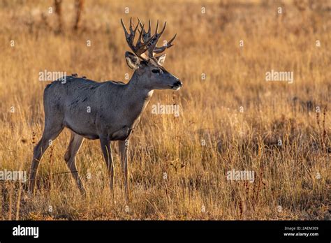 A Beautiful Mule Deer Buck With Palmated Antlers Stock Photo Alamy