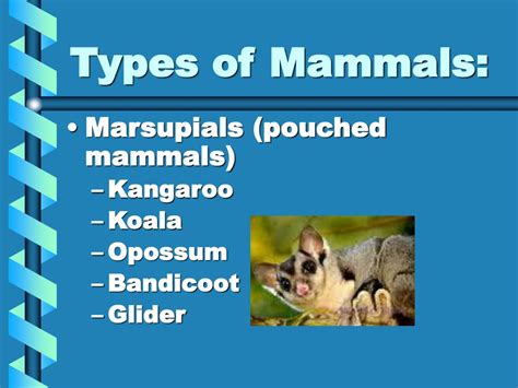 Ppt Mammals Powerpoint Presentation Free Download Id3692106