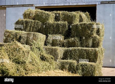 Square Bales Of Alfalfa Hay For Cattle Are Lying On The Field Alfalfa