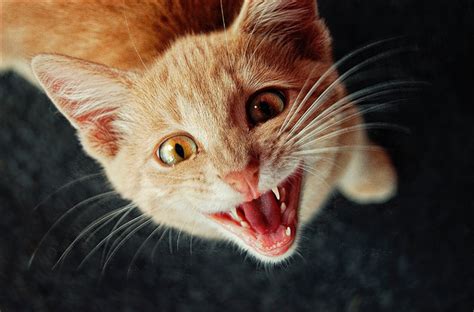 Why do cats sit in a loaf. Why do Cat's Meow at Humans?