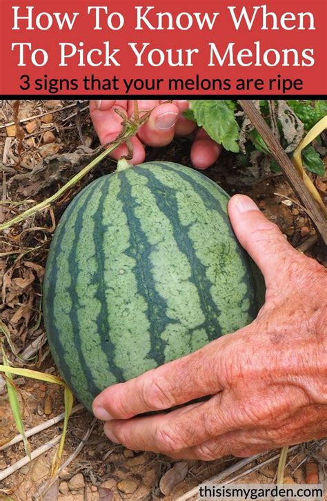 When To Pick Your Melons From The Garden Watermelon Plant How To