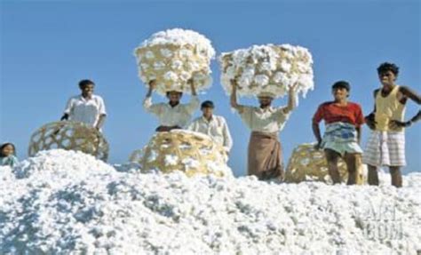 For Sure Profit Farmers In Jashore Region Opt For Cotton Cultivation