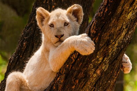 Cub foods baxter (cid 155060) baxter: A rare White lion cub, Lion Park, near Johannesburg, South ...
