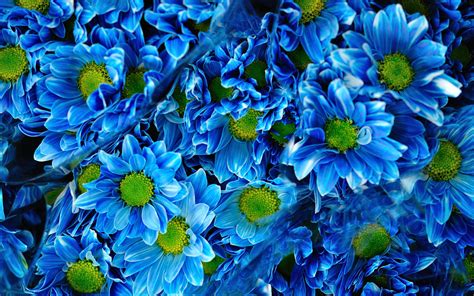 Light Blue Wallpaper Flowers White Daisy Flower On Light Blue