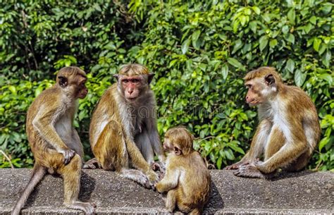 Sri Lankan Monkeys Mother And Child Toque Macaque Macaca Sinica Stock