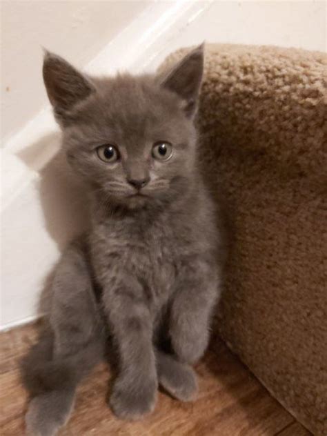 Start your adoption journey online. Russian Blue Kittens for adoption Offer