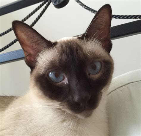 Seal Point Siamese Siamese Cats Balinese Beautiful Cats Cat Love