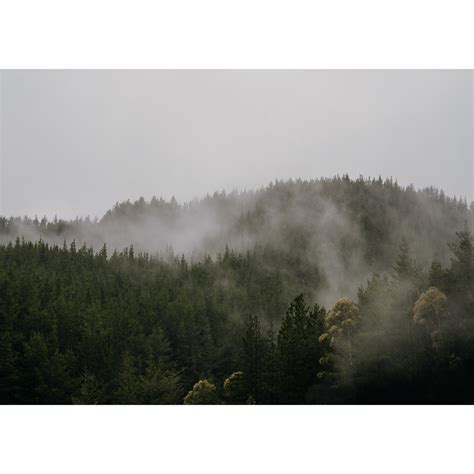 Misty Forest — Samantha Donaldson Photography
