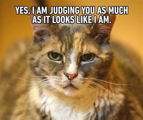 30 Hilarious Cat Memes To Make You Smile We Love Cats And Kittens