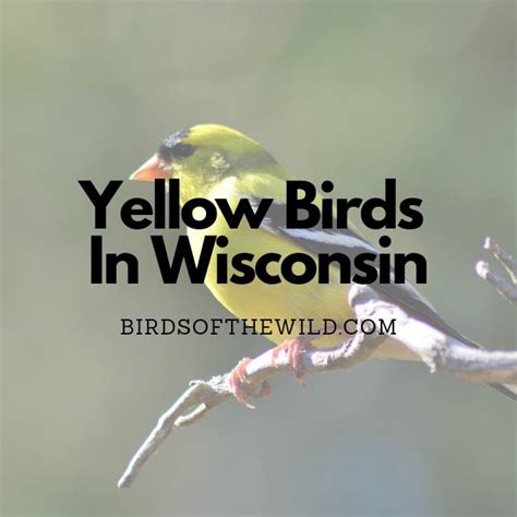 9 Yellow Birds In Wisconsin With Pictures Birds Of The Wild