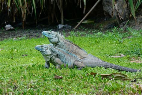 Blue Iguana Click To Learn All About This Species Of Iguana