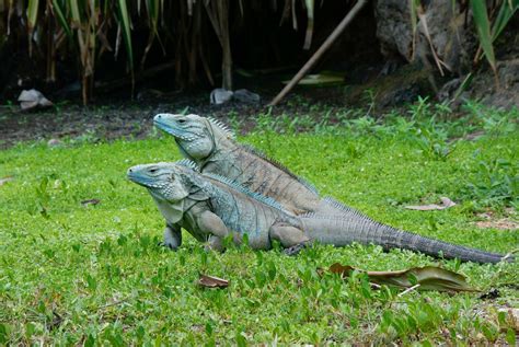 Stormy is a dancer with a secret with her brother sully. The Return of Grand Cayman's Blue Iguana: From Near ...