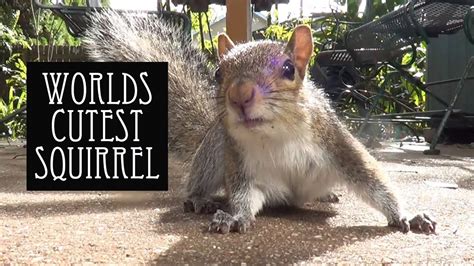 The Cutest Squirrel Ever Youtube