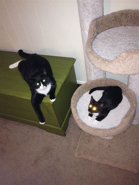 The Tuxedos Charlie And Pouncey Feline Cats Animals