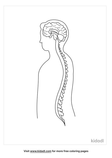 Nervous System Coloring Page Free Human Body Coloring Page Coloring Home