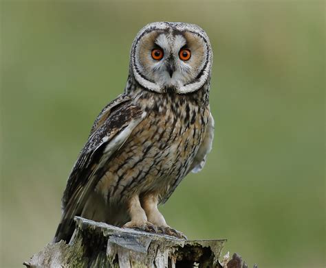 Long Eared Owl By Mark Fullerton Birdguides