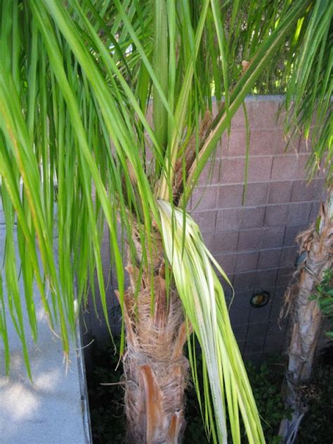 Xtremehorticulture Of The Desert Central Growth Bright Yellow In Palm