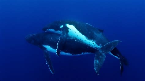 Acasalamento Da Baleia Jubarte Também Conhecida Como Baleia Corcunda Durante Várias Horas Um