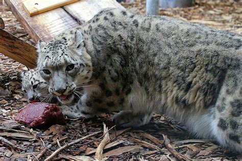 Photos Zoos Baby Snow Leopard Makes Public Debut