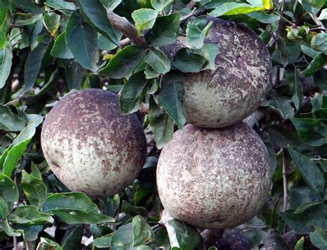 Fruit cracking is the physiological disorder in some genotypes of bael which occurs just before ripening. BAEL FRUIT #9 (Bangla = বেল ...