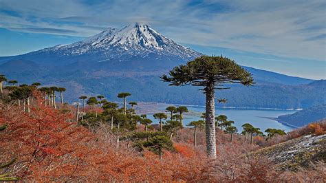 Volcano Llaima With Araucaria Trees In The Foreground