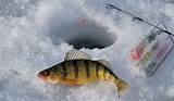 Yellow Perch Ice Fishing Tips Images