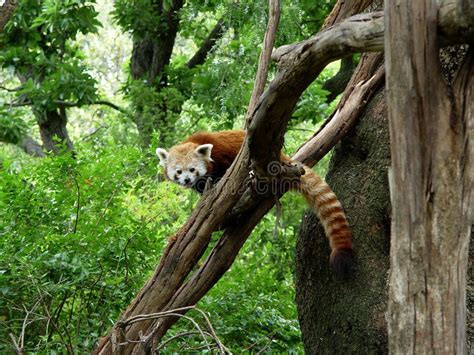 Red Panda A Red Panda On A Treetop Staring At Me Affiliate Red