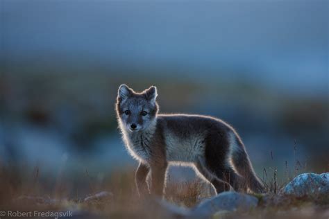 Fjellrev Arctic Fox Explored Photo From Central Norway Flickr
