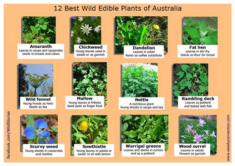 12 Best Edible Wild Plants Of Australia Lewisham House